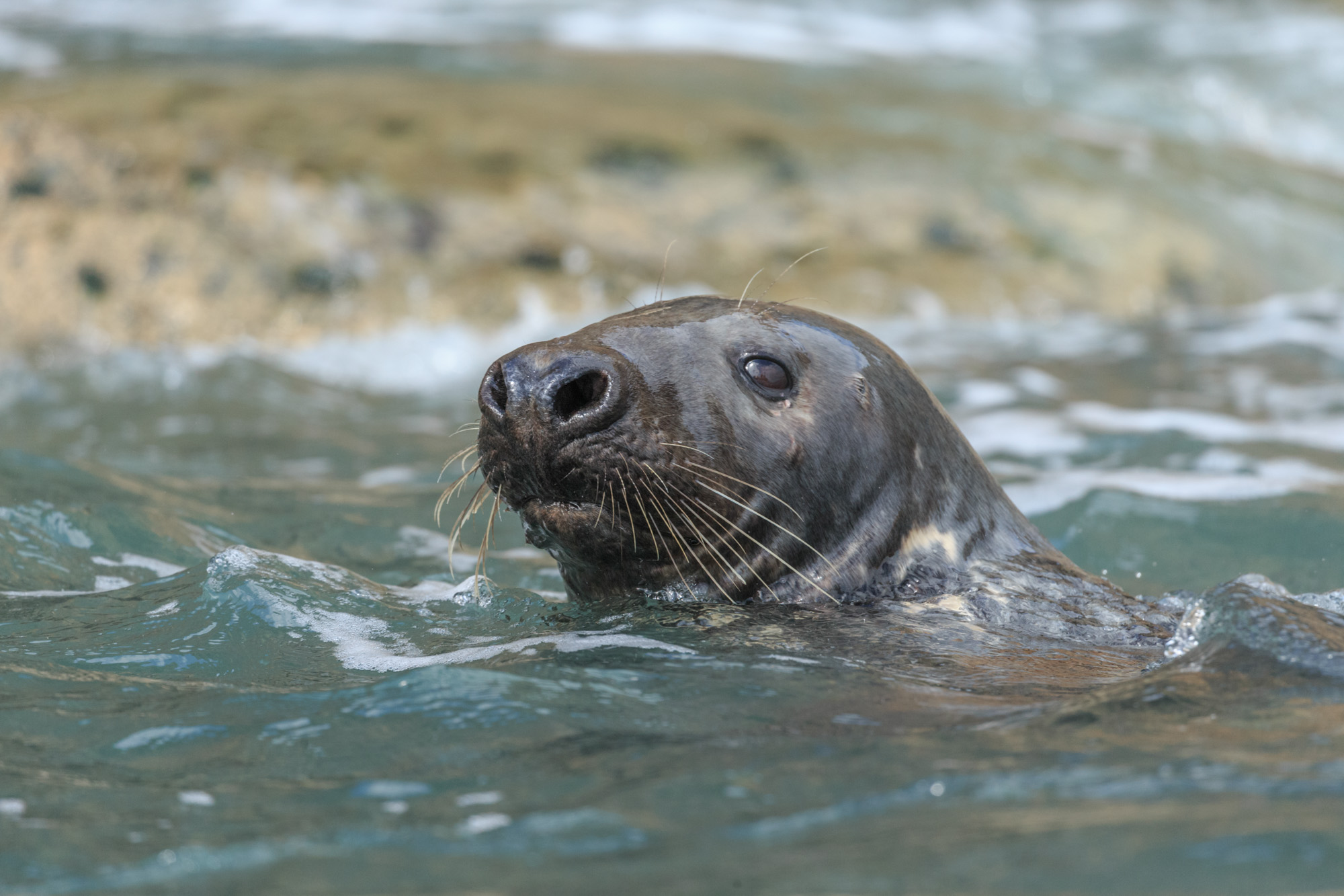 Curious seal