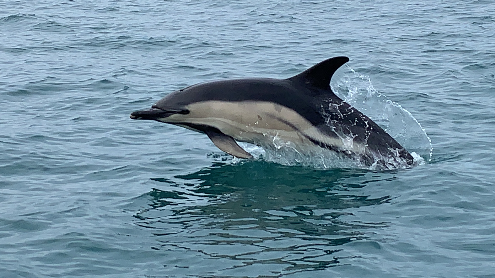 Common dolphin surfacing