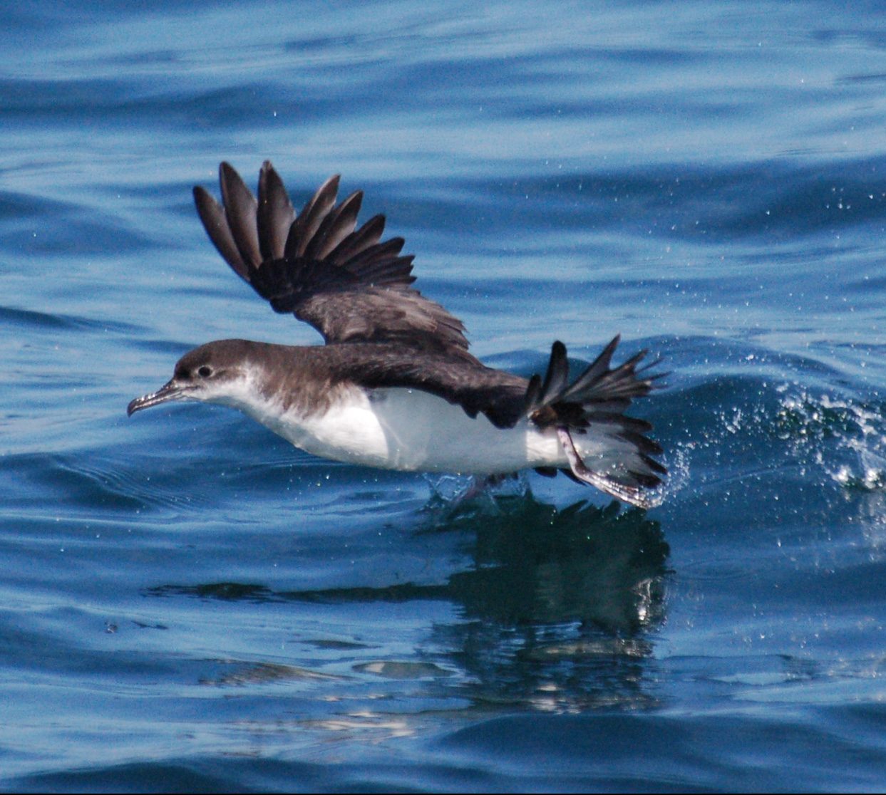 Shearwater in flight