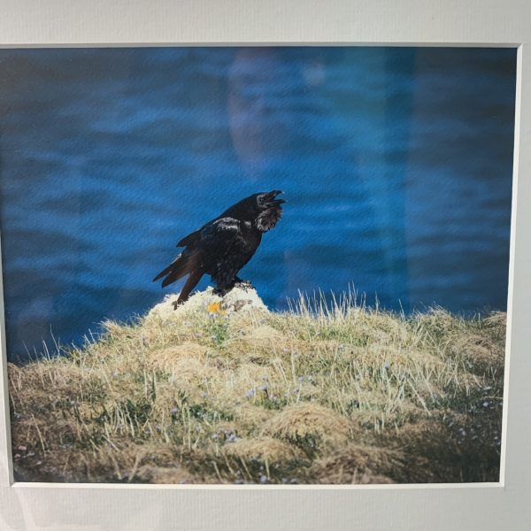 Raven - Photography Print (Large)