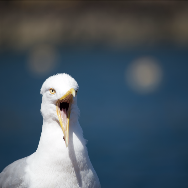 Greetings Card - Herring Gull