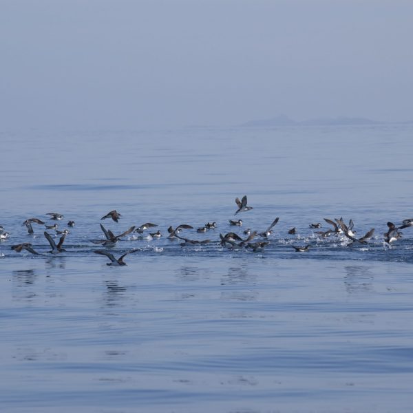 Ffion Rees Photography Greetings Card - Rafting Shearwaters