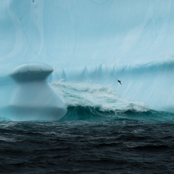 Greetings Card - Iceberg with Cape petrel