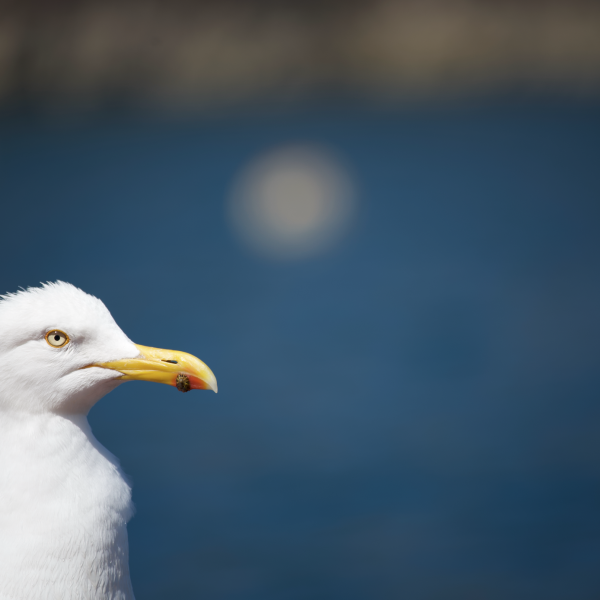 Ffion Rees Photography Greetings Card - Herring Gull with Limpet