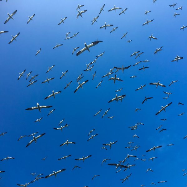 Greetings Cards - Gannets Overhead