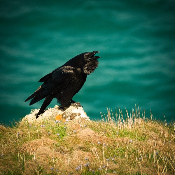 Ffion Rees Photography Greetings Card - Raven