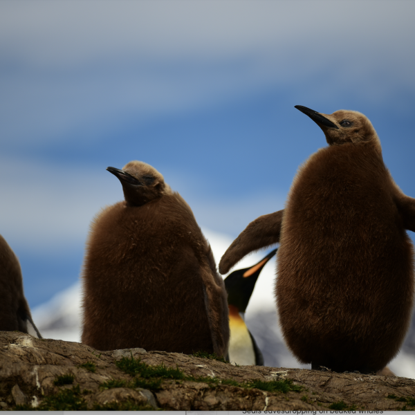 Greetings Card - We Three Kings