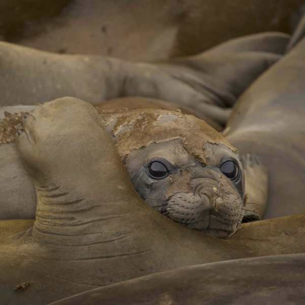 Greetings Cards - Elephant Seals Moulting, South Georgia