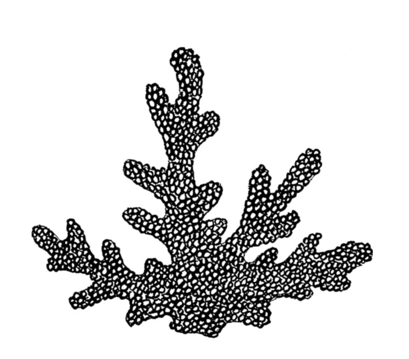 Hornwrack 2 Inch Stamp