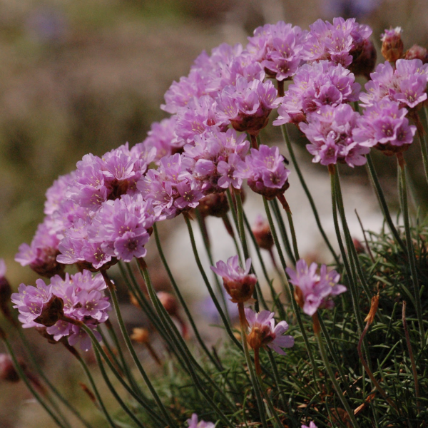 Sea Pinks - Greetings Card