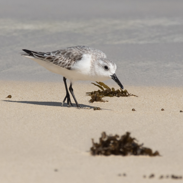 Greetings Card - Sanderling