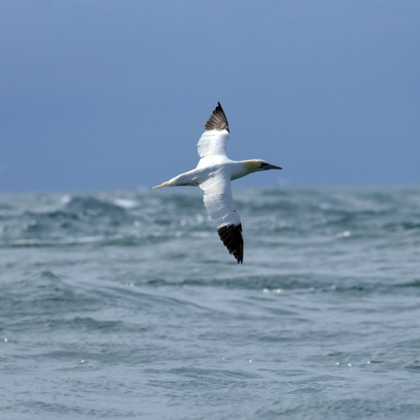 Gannet over water - Greetings Card