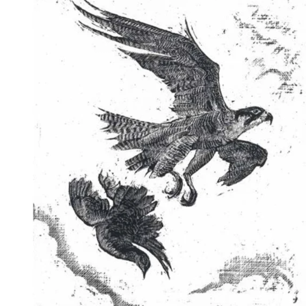 Queen of the Sky - A Hope, Greetings Card