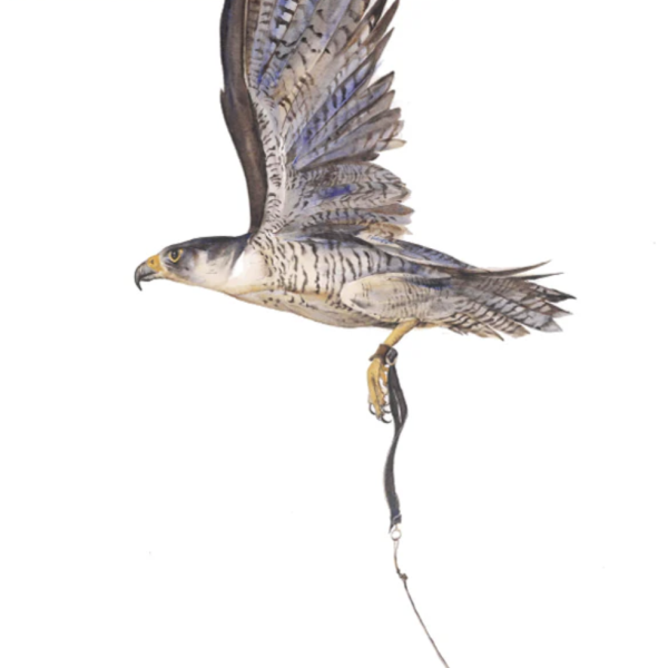 Queen of the Sky - First Flight, Greetings Card