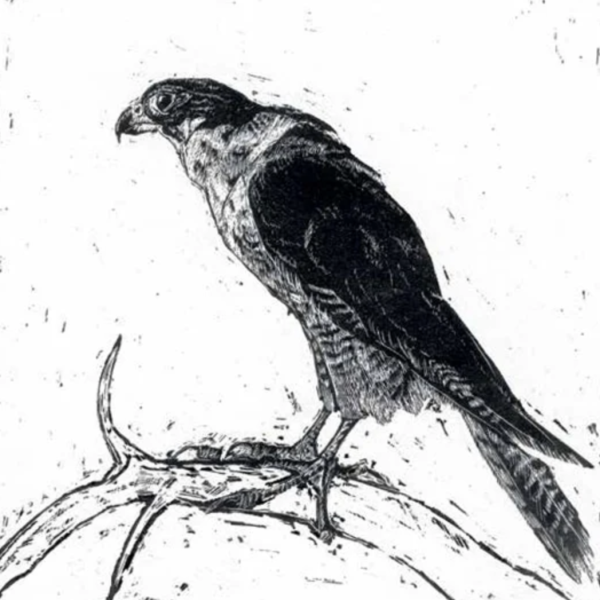 Queen of the Sky - Ragged Wings, Greetings Card