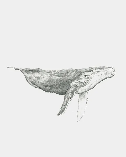 Humpback A4 (Unmounted Print)