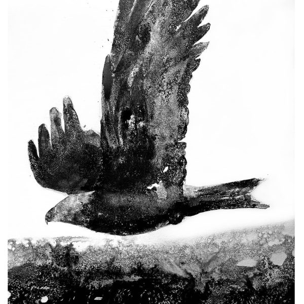 James Roberts - Red Kite A4
