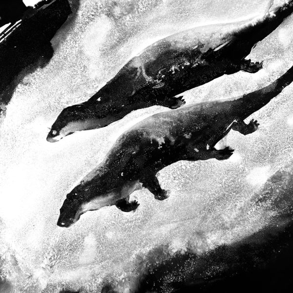 James Roberts - Swimming Otters A4