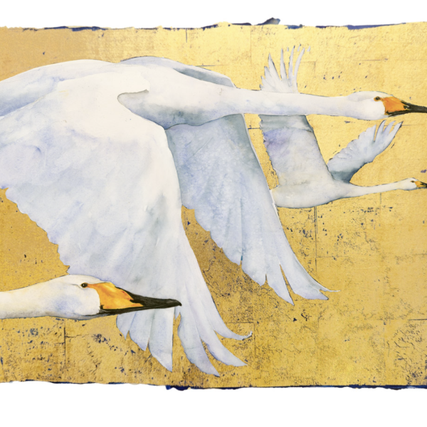 The Book Of Birds - Whooper Swan Mounted Limited Edition Print 17/75